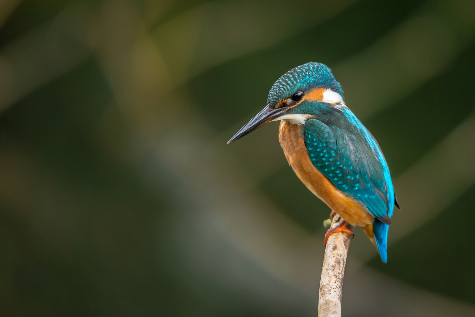 Bird resting on a branch outdoors