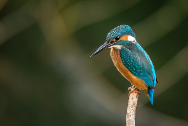 Bird resting on a branch outdoors
